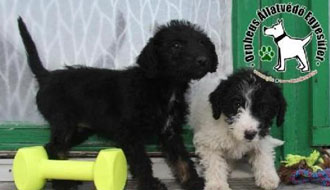 állatvédő állatmenhely támogatás személyi jövedelemadó 1 százalék